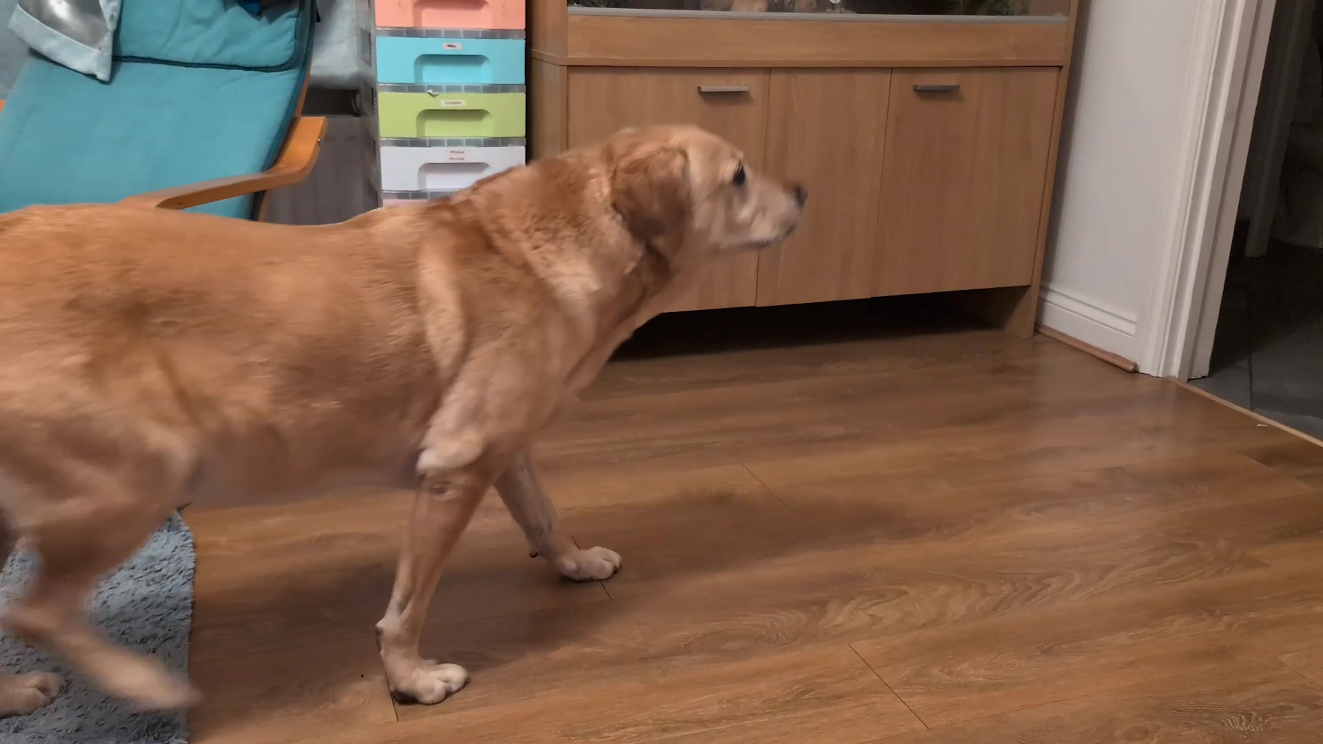 The Persistent Cat Problem demonstration at 49.0s